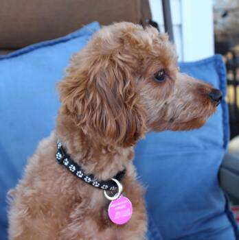 Miniature Poodle Dogs Available for Adoption - Eddie (aka Kellan) | PetCurious