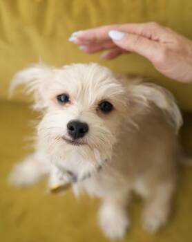 Jutes -  Terrier Dog for Adoption in Pasadena, California - Jutes | PetCurious