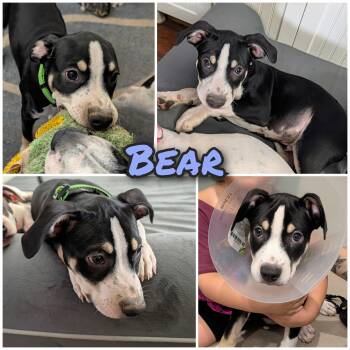 Bear -  Mixed Breed Dog for Adoption in Bastrop, Texas - Bear | PetCurious