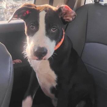Blake -  Boxer and Mixed Breed Dog for Adoption in Hackett, Arkansas - Blake | PetCurious