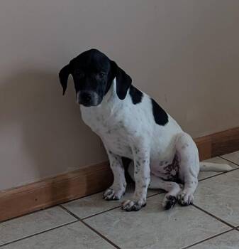 Meri -  Mountain Cur and Labrador Retriever Dog for Adoption in Minneapolis, Minnesota - Meri | PetCurious