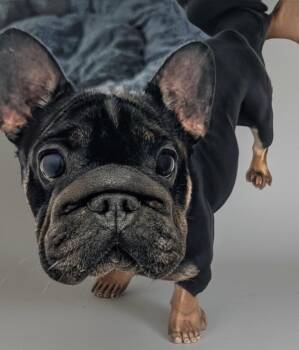 Iris -  French Bulldog Dog for Adoption in Fort Myers, Florida - Iris | PetCurious