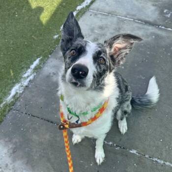 Mixed Breed Dogs Available for Adoption - Luna | PetCurious