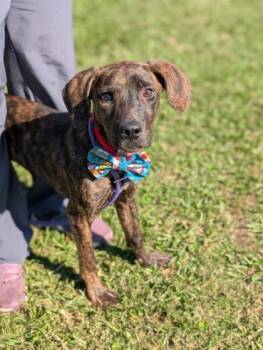 Abe -  Mixed Breed Dog for Adoption in Gulfport, Mississippi - Abe | PetCurious