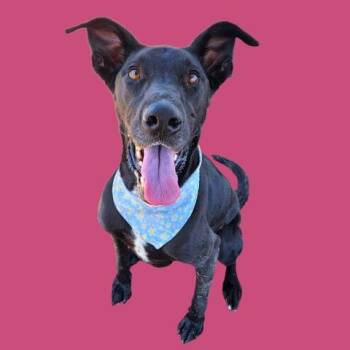 Daisy - LONGTIME RESIDENT -  Great Dane Dog for Adoption in Thousand Oaks, California - Daisy - LONGTIME RESIDENT | PetCurious