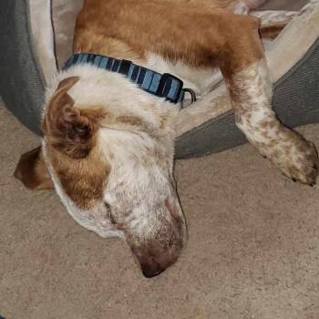 Rescue Australian Cattle Dog Blue Heeler Dogs for Adoption in Kempner, Texas - Cinnamon | PetCurious