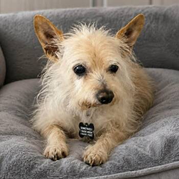 EARL -  Glen Of Imaal Terrier and Yorkshire Terrier Dog for Adoption in Marana, Arizona - EARL | PetCurious