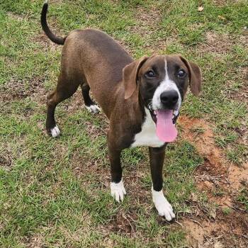 Spanky -  Mixed Breed Dog for Adoption - Spanky | PetCurious