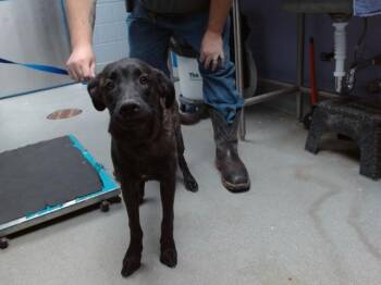 Dutch Shepherd and Mixed Breed Dogs Available for Adoption in Albuquerque, New Mexico - ESTRELLA | PetCurious