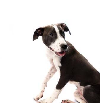 Mixed Breed Dogs Available for Adoption in Fort Worth, Texas - Felicity | PetCurious