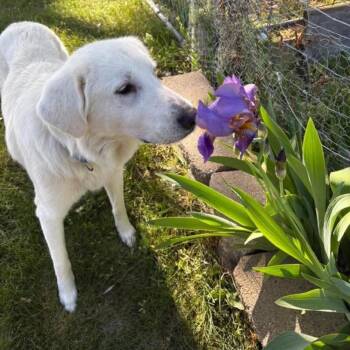 Great Pyrenees Dogs Available for Adoption in Nampa, Idaho - Angel | PetCurious