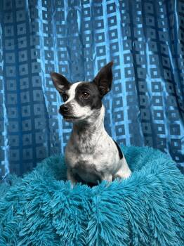 Pepper -  Terrier and Chihuahua Dog for Adoption in Hondo, Texas - Pepper | PetCurious