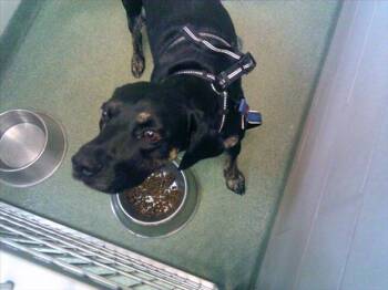 CONNER -  Mixed Breed Dog for Adoption in Santa Fe, New Mexico - CONNER | PetCurious