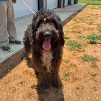 Joffrey -  Standard Poodle and Mixed Breed Dog for Adoption in Houston, Texas - Joffrey | PetCurious