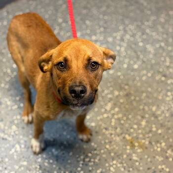 TUSC-Stray-85163 -  Mountain Cur and Labrador Retriever Dog for Adoption in Tuscaloosa, Alabama - TUSC-Stray-85163 | PetCurious
