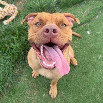 Simba -  Pit Bull Terrier and Mixed Breed Dog for Adoption in Bristol, Indiana - Simba | PetCurious