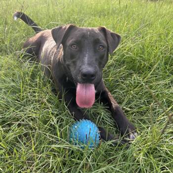 Whiskey -  Black Mouth Cur Dog for Adoption in Queen City, Texas - Whiskey | PetCurious
