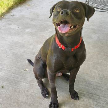 Boxer and Mixed Breed Dogs Available for Adoption - Jag | PetCurious