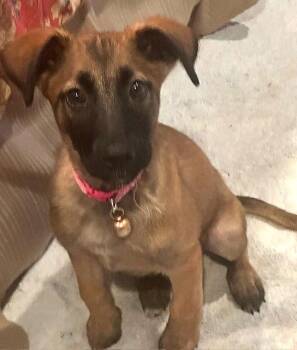 Belgian Shepherd Malinois Dogs Available for Adoption - **SPRINKLES** | PetCurious