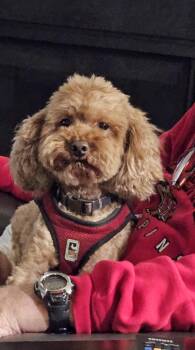 Bear -  Miniature Poodle and Mixed Breed Dog for Adoption in Ellicott City, Maryland - Bear | PetCurious