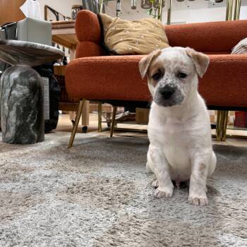 Conrad -  Australian Cattle Dog Blue Heeler and American Bulldog Dog for Adoption in Pflugerville, Texas - Conrad | PetCurious