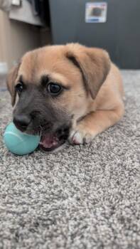 Dachshund and Chihuahua Dogs Available for Adoption - Nino Franco | PetCurious