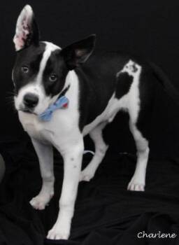 Rescue Terrier Dogs for Adoption in Newland, North Carolina - Rookie | PetCurious