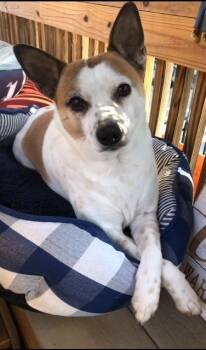 Rescue Jack Russell Terrier and Chihuahua Dogs for Adoption in Rutherfordton, North Carolina - Popcorn (Courtesy Post) | PetCurious