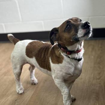 "Gypsy" -  Jack Russell Terrier Dog for Adoption in Lyndhurst, Virginia - "Gypsy" | PetCurious