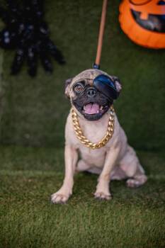 Bingo -  Pug Dog for Adoption in Portland, Oregon - Bingo | PetCurious