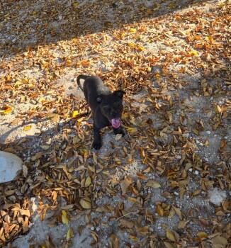 Rescue Staffordshire Bull Terrier and German Shepherd Dog Dogs for Adoption in Junction, Texas - Jan | PetCurious