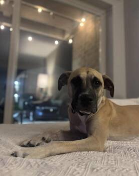 Rescue Black Mouth Cur Dogs for Adoption in Kutztown, Pennsylvania - Franny | PetCurious