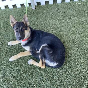 ROOKIE -  German Shepherd Dog Dog for Adoption in Modesto, California - ROOKIE | PetCurious