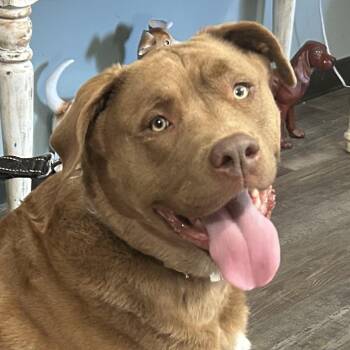 Weimaraner and Labrador Retriever Dogs Available for Adoption - Goose Golden | PetCurious