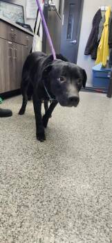 Terrier Dogs Available for Adoption in Van Wert, Ohio - Dougal | PetCurious