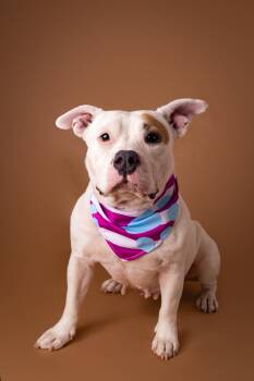Lala -  Pit Bull Terrier Dog for Adoption in Plaquemine, Louisiana - Lala | PetCurious