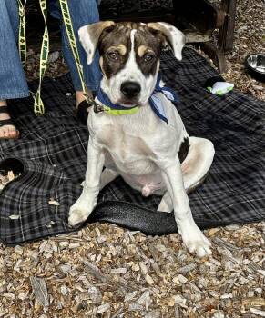 Ray - ADOPTION FEE SPONSORED -  Pit Bull Terrier Dog for Adoption in Pembroke, Massachusetts - Ray - ADOPTION FEE SPONSORED | PetCurious