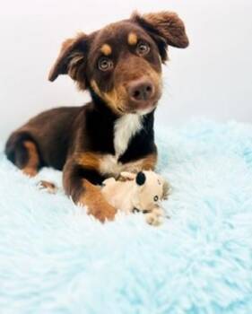 Australian Shepherd Dogs Available for Adoption in Covington, Louisiana - Wallaroo | PetCurious
