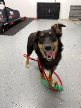 Harper - In foster - Call for appt -  Australian Shepherd Dog for Adoption in Pierceton, Indiana - Harper - In Foster - Call For Appt | PetCurious