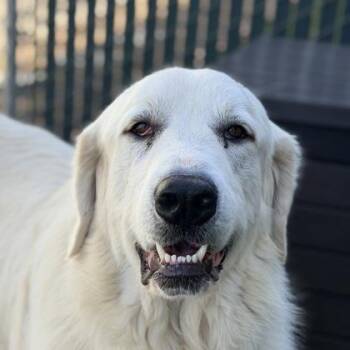 Yukon -  Great Pyrenees Dog for Adoption in Sacramento, California - Yukon | PetCurious