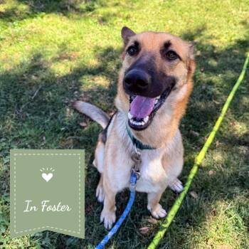 Zoe Shep -  German Shepherd Dog Dog for Adoption in St. Augustine, Florida - Zoe Shep | PetCurious