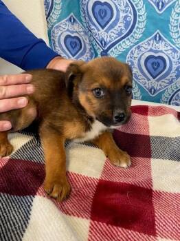 Tootsie Roll -  Shepherd and Mixed Breed Dog for Adoption in Moriarty, New Mexico - Tootsie Roll | PetCurious