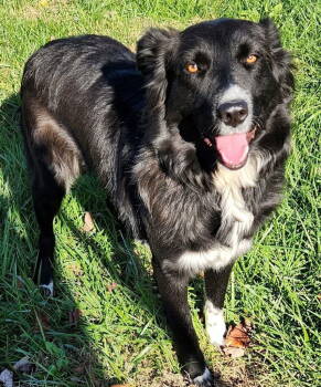 Rescue Border Collie and Terrier Dogs for Adoption in Cromwell, Kentucky - Boots | PetCurious