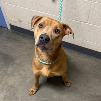 Mixed Breed Dogs Available for Adoption in Dekalb, Illinois - Guinevere | PetCurious