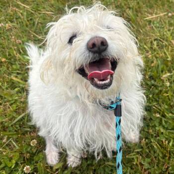 Ranch -  Mixed Breed and Bichon Frise Dog for Adoption in York, Pennsylvania - Ranch | PetCurious