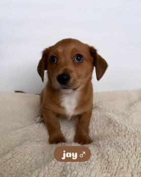 Rescue Chihuahua Dogs for Adoption in Lodi, California - Jay | PetCurious
