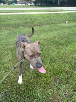 Rocky -  Pit Bull Terrier Dog for Adoption in Urbana, Illinois - Rocky | PetCurious