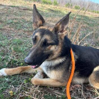 German Shepherd Dog Dogs Available for Adoption in Troy, Virginia - Ruth | PetCurious