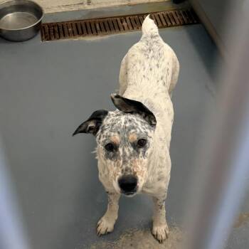 Domino -  Cattle Dog and Mixed Breed Dog Available for Adoption in Rifle, Colorado - Domino | PetCurious