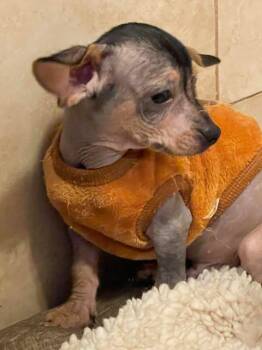 Rescue Xoloitzcuintli Mexican Hairless Dogs for Adoption in Cupertino, California - TONATIUH 3 Months Old | PetCurious